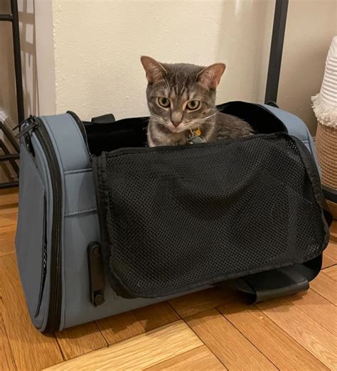 10 Best Cat Carriers of 2024, Tested and Reviewed by Editors .